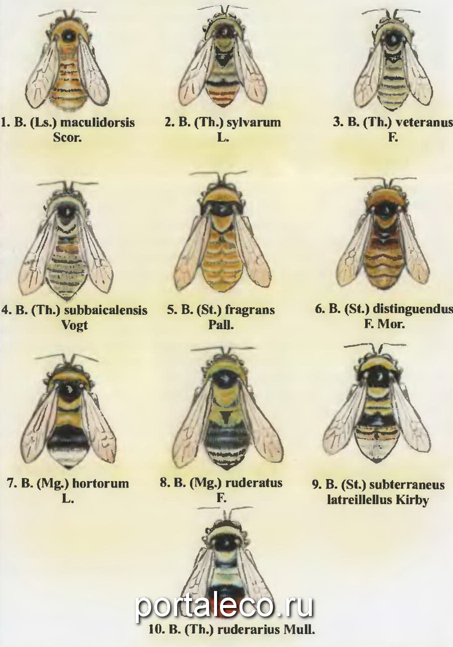 Шмели